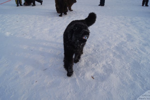 Фото: ньюфаундленд Бегущая по Волнам Фогет Ми Нот