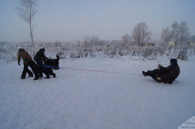 Фото: [p1742] и  [d11112] работают, [p1113:Дима] в санях