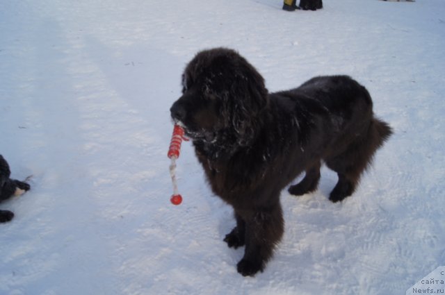 Фото: ньюфаундленд Сент Джонс Лесная Фея