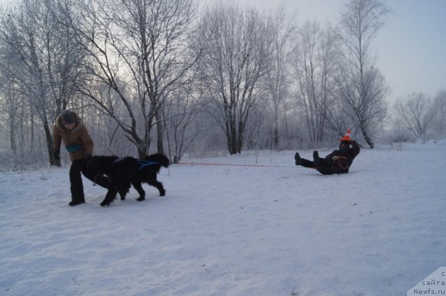 Фото: [p1742] и  [d11112] работают, [p1113:Дима] в санях развлекается :)