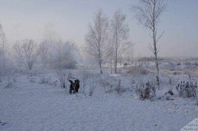 Фото: ньюфаундленд Мэджикал Оушен Дип Лав