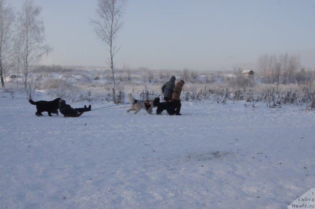 Фото: ньюфаундленд Масяня Гранд Бэби, [p1113:Галя] в санях, Ирина Складнова, ньюфаундленд Рэш, Юлия Пронина, ньюфаундленд Fenix du Puy de Vendegre