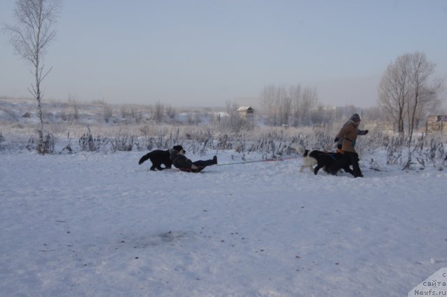 Фото: ньюфаундленд Масяня Гранд Бэби, [p1113:Галя] в санях, Ирина Складнова, ньюфаундленд Рэш, Юлия Пронина, ньюфаундленд Fenix du Puy de Vendegre