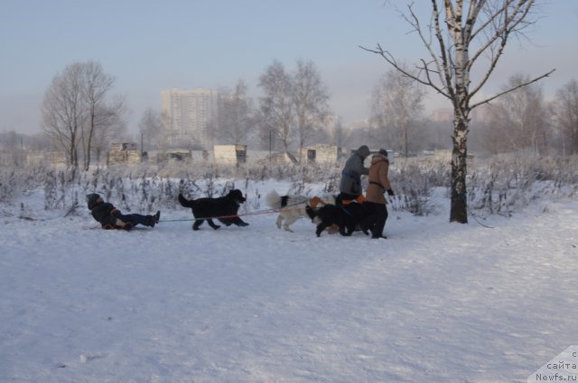 Фото: [p1113:Галя] в санях, ньюфаундленд Масяня Гранд Бэби, Ирина Складнова, ньюфаундленд Рэш, Юлия Пронина, ньюфаундленд Fenix du Puy de Vendegre