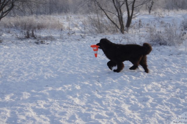 Фото: ньюфаундленд Сент Джонс Лесная Фея