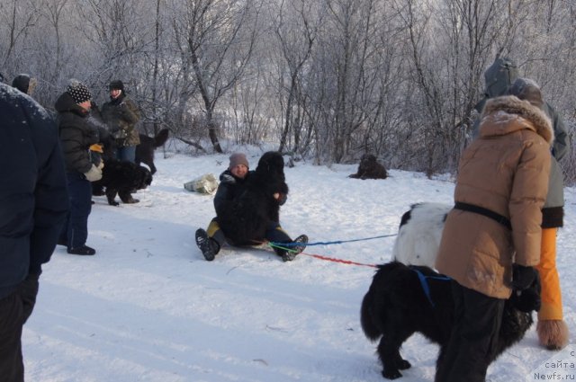 Фото: [p1544] и [d8996] в санях