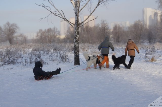 Фото: [p1021] в санях