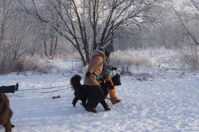 Фото: Ирина Складнова, ньюфаундленд Рэш, Юлия Пронина, ньюфаундленд Fenix du Puy de Vendegre