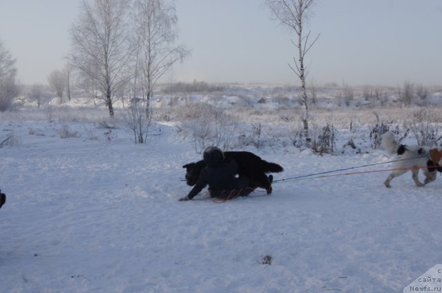 Фото: Александра Фетисова, ньюфаундленд Мэджикал Оушен Дип Лав