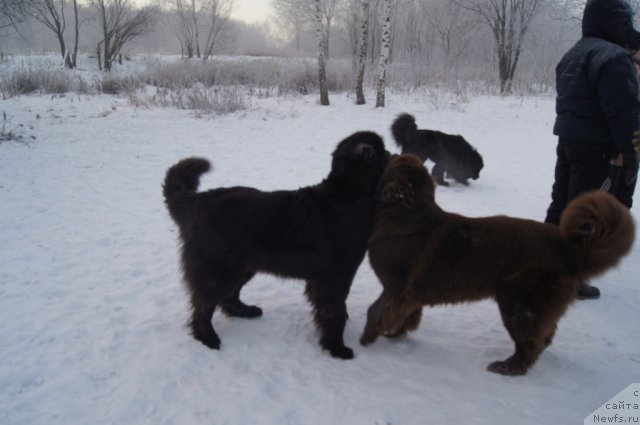 Фото: ньюфаундленд Очаровашка с Берега Дона (Ocharovashka s Berega Dona), ньюфаундленд Сент Джонс Лесная Фея