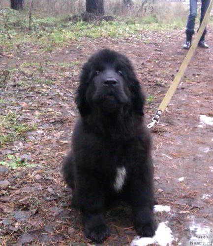 Фото: ньюфаундленд Ньюфорт Холд Ми Клоуз