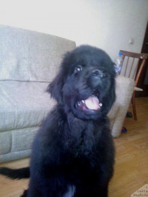 Фото: ньюфаундленд Ньюфорт Холд Ми Клоуз