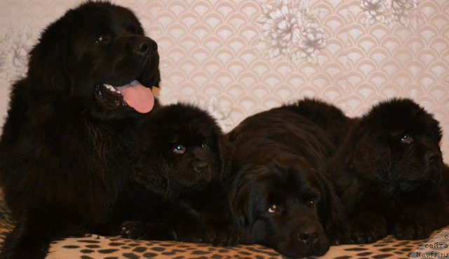 Фото: ньюфаундленд Нефертити Красавица Грядет, ньюфаундленд Уильям Наследник Трона, ньюфаундленд Симбад Покоритель Морей, ньюфаундленд Скарлет О'Хара