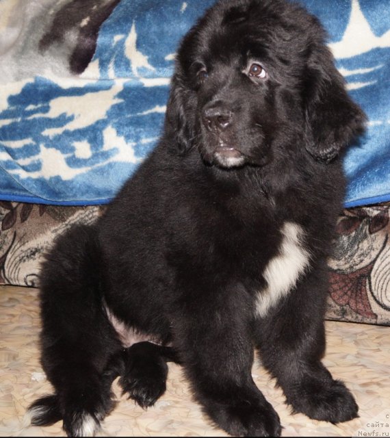 Фото: ньюфаундленд Ньюфорт Цена Успеха