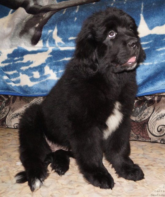 Фото: ньюфаундленд Ньюфорт Цена Успеха