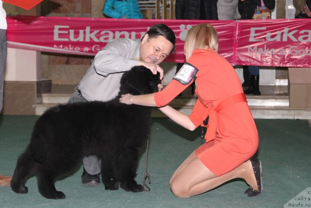 Фото: ньюфаундленд Цель Жизни с Берега Дона (Tsel' Zhizni s Berega Dona)