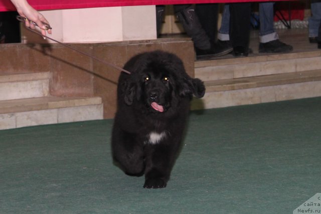 Фото: ньюфаундленд Цель Жизни с Берега Дона (Tsel' Zhizni s Berega Dona)