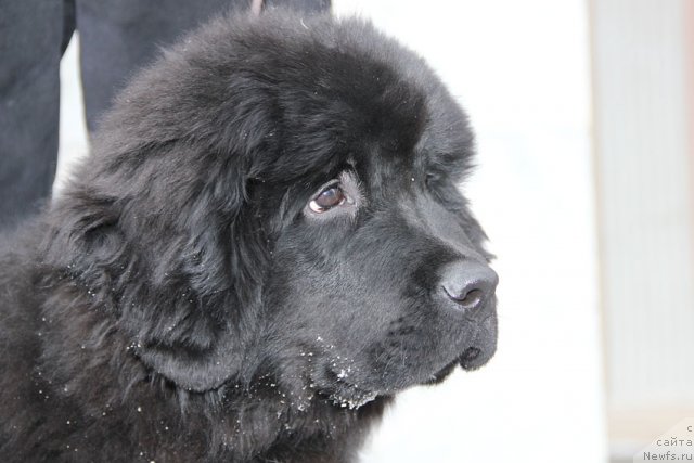 Фото: ньюфаундленд Цель Жизни с Берега Дона (Tsel' Zhizni s Berega Dona)