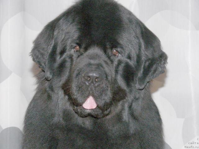 Фото: ньюфаундленд О Блек Диамонд Литтл Беар (O Black Diamond Little Bear)