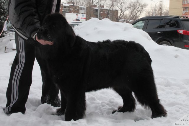 Фото: ньюфаундленд Ростовчанка с Берега Дона (Rostovchanka s Berega Dona)