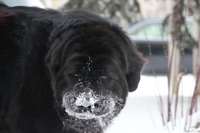 Фото: ньюфаундленд Ростовчанка с Берега Дона (Rostovchanka s Berega Dona)