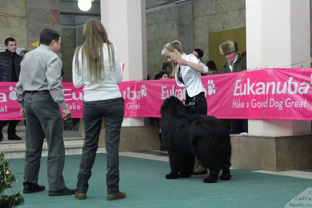 Фото: ньюфаундленд Чак Черокки