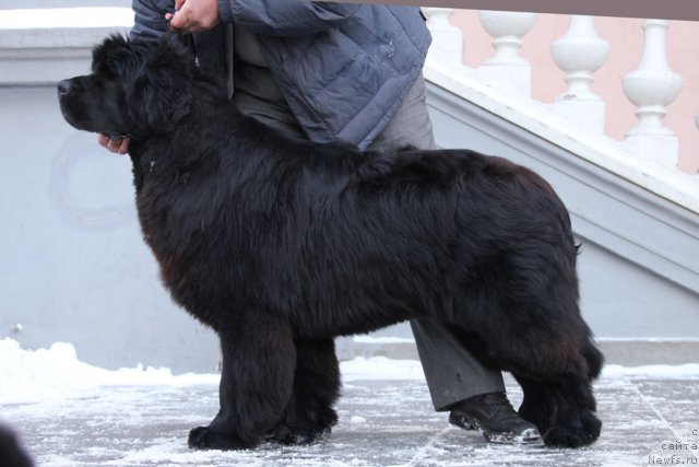 Фото: ньюфаундленд Чак Черокки