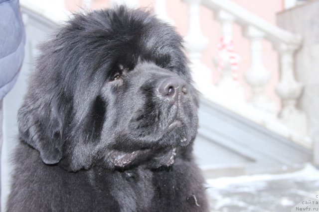 Фотография № 113585