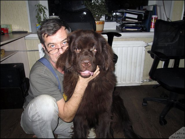 Фото: ньюфаундленд Хозяйка Дома с Берега Дона (Hozjajka Doma s Berega Dona), Сергей Костин