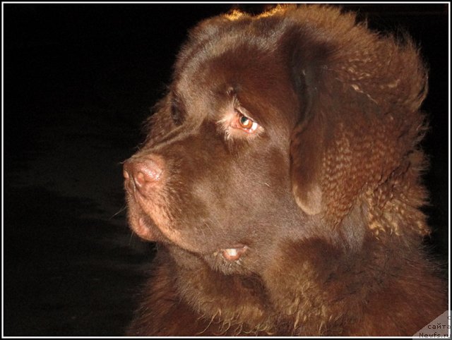 Фото: ньюфаундленд Хозяйка Дома с Берега Дона (Hozjajka Doma s Berega Dona)