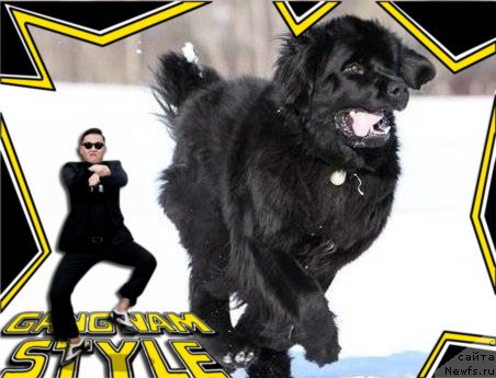 Фото: ньюфаундленд Бегущая по Волнам Ханд Маде (Beguschaya po Volnam Hand Made)