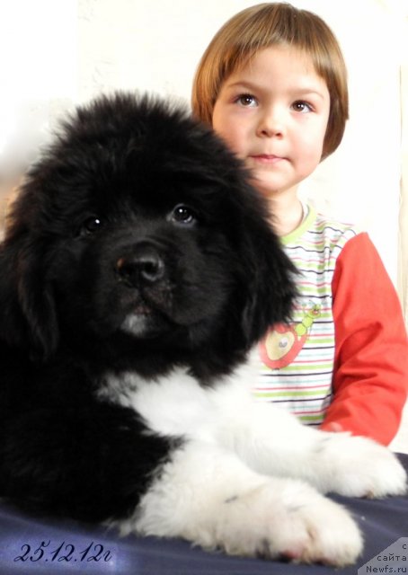 Фото: ньюфаундленд Скайуокер Энакин Джедай