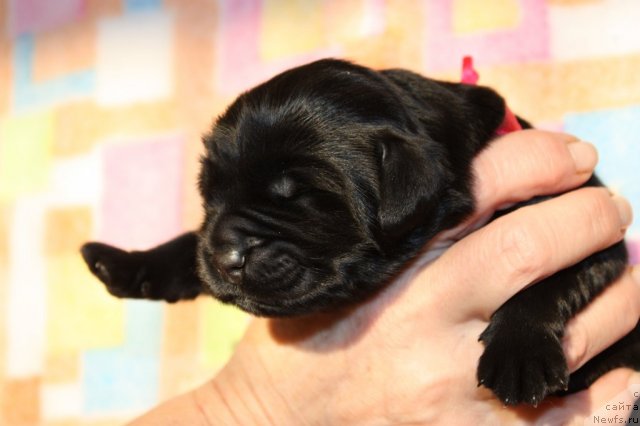 Фото: ньюфаундленд Соул оф Роуз Арлин