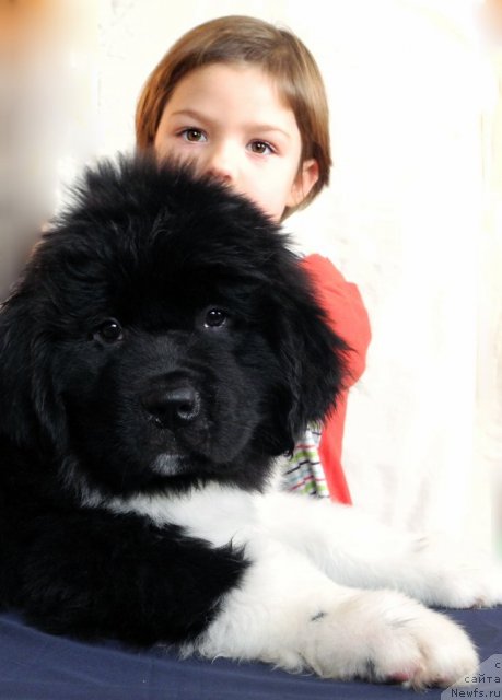 Фото: ньюфаундленд Скайуокер Энакин Джедай