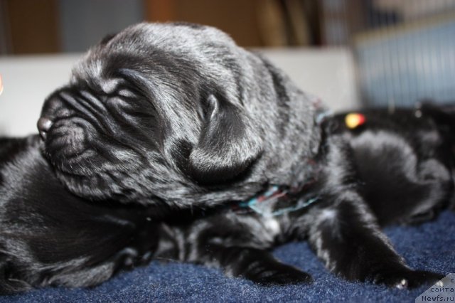 Фото: ньюфаундленд Соул оф Роуз Алистер