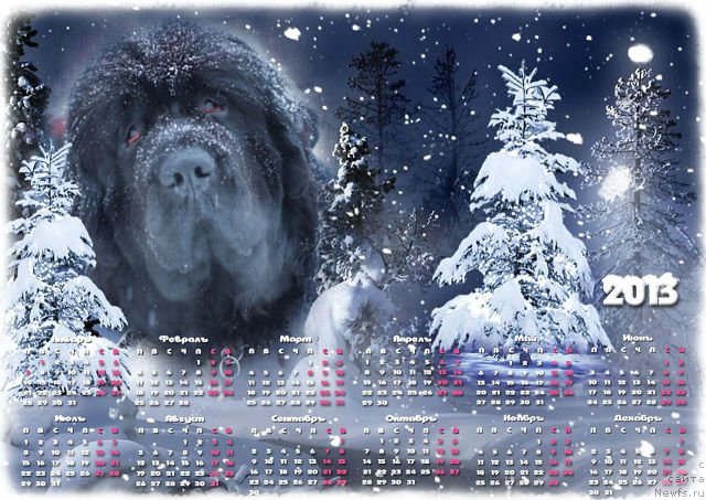 Фото: ньюфаундленд Топтыжка Дон Кихот