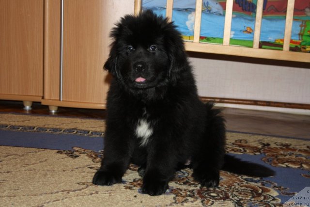 Фото: ньюфаундленд Ю Белонг Ту Ми