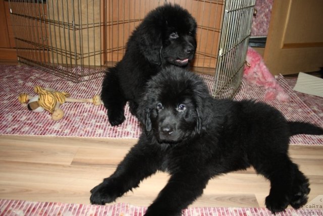 Фото: ньюфаундленд Юкка Фловер, ньюфаундленд Ютуб Фор Ю