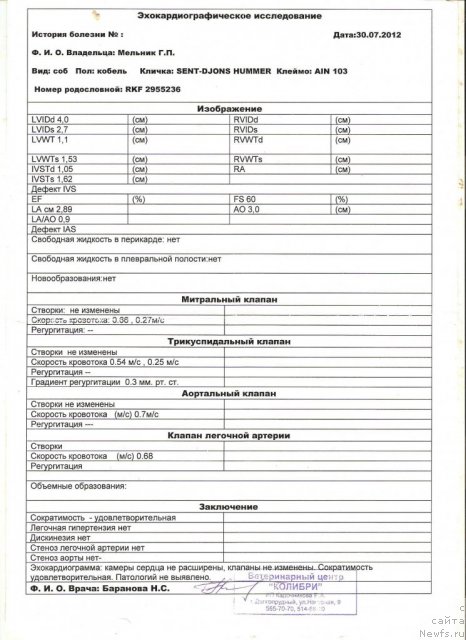 Фото: ньюфаундленд Сент Джонс Хаммер (Sent Djons Hummer)