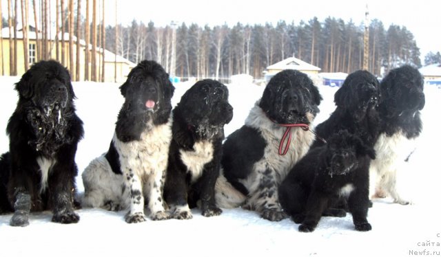 Фото: ньюфаундленд Супер Премиум Зиппи Сенсейшен, ньюфаундленд Плюшевая Панда Ла Белла, ньюфаундленд Изумруд Моей Души, ньюфаундленд Икона Стиля, ньюфаундленд Аквиан Сонг Идзуми, ньюфаундленд Икона Стиля, ньюфаундленд Бианка Вайт Пэрл