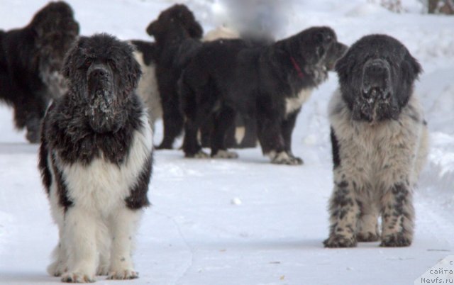 Фото: ньюфаундленд Супер Премиум Зиппи Сенсейшен, ньюфаундленд Супер Бизон Арго (Super Bizon Argo)