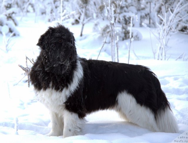 Фото: ньюфаундленд Супер Премиум Зиппи Сенсейшен