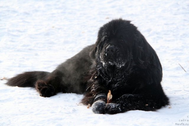 Фото: ньюфаундленд Изумруд Моей Души