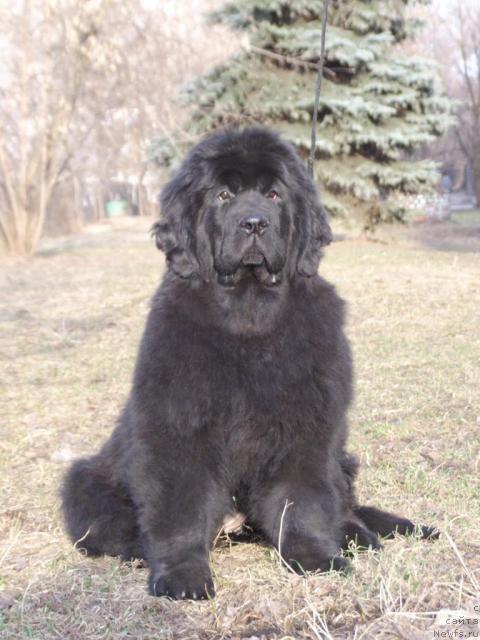 Фото: ньюфаундленд Жолли Вандерфулл из Медвежьего Яра (Zholli Wonderfull iz Medvejyego Yara)