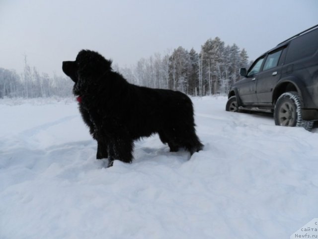 Фото: ньюфаундленд Капитан Ньюфорт