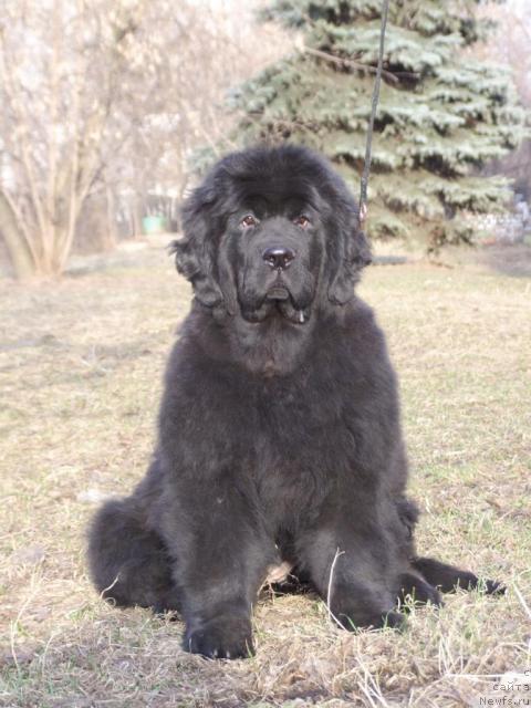 Фото: ньюфаундленд Жолли Вандерфулл из Медвежьего Яра (Zholli Wonderfull iz Medvejyego Yara)