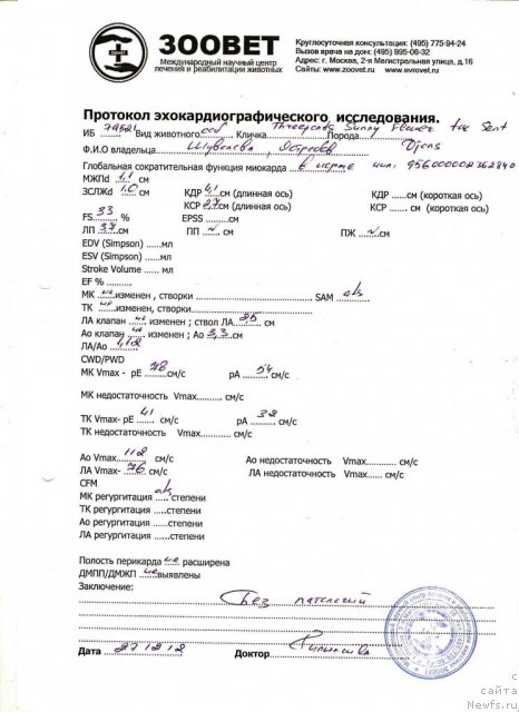 Фото: ньюфаундленд Threeponds Sunny Flower for Sent Djons