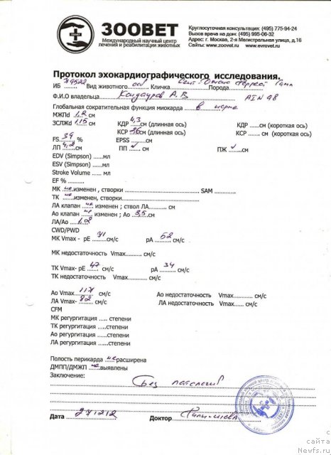 Фото: ньюфаундленд Сент Джонс Форрест Гамп (Sent Djons Forrest Gump)