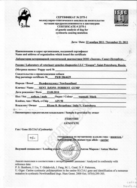 Фото: ньюфаундленд Сент Джонс Форрест Гамп (Sent Djons Forrest Gump)