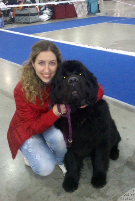 Фото: Марина Демидова, ньюфаундленд Kloofbears My Dream for Sent Djons